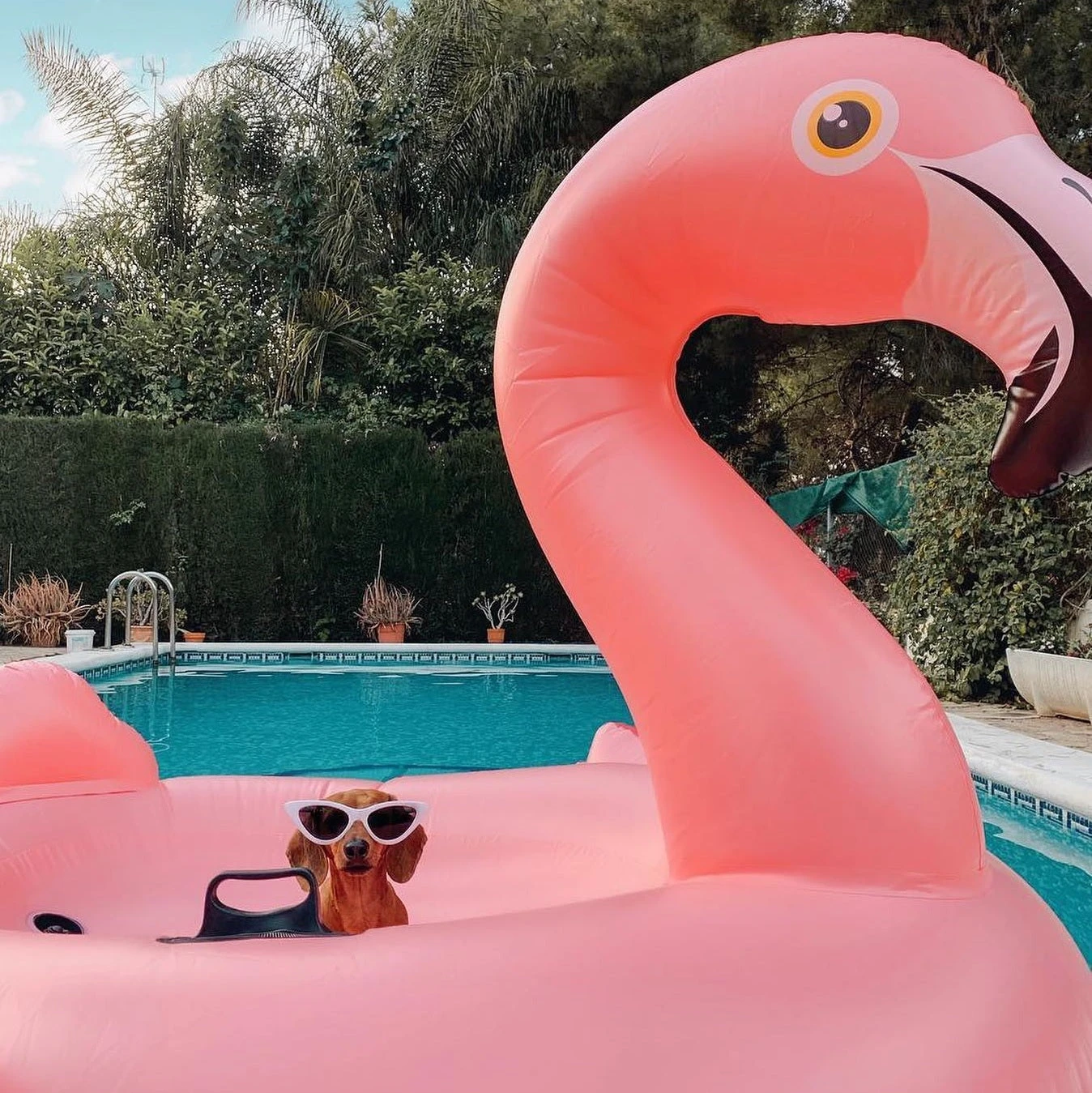 Inflatable Flamingo Pool Ride-On By Intex 1 Inflatable Flamingo Pool Ride-On By Intex