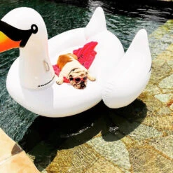 The Original Inflatable Swan Float By Swimline -Courtyard Home Furnishings Store 955591 12