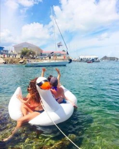 The Original Inflatable Swan Float By Swimline -Courtyard Home Furnishings Store 955591 3 b55899a7 946b 4ffa bbc2 275f5546fbe6