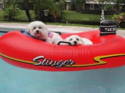 Swimline Kids Inflatable Stinger Speedboat Float -Courtyard Home Furnishings Store 996065 70c2feac b3f6 464a bb66 acd5467c42f8